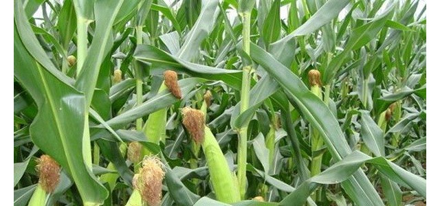 玉米二点委夜蛾的危害和防治方法