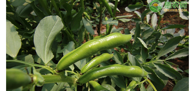 蚕豆高产关键种植技术