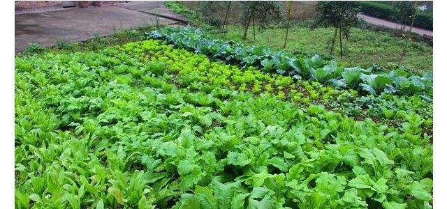 高温季节施肥注意事项