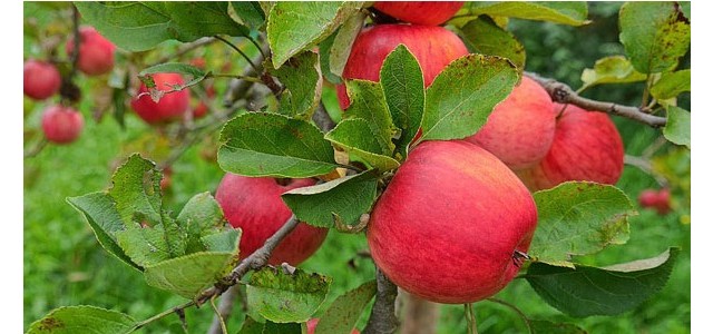 六月苹果树栽培管理要点