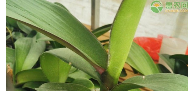 蝴蝶兰烂根是什么原因？如何补救？