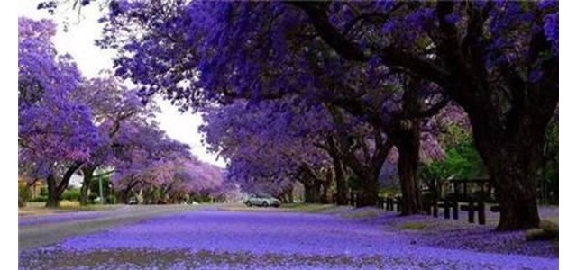 蓝花楹如何养护？有哪些注意事项？