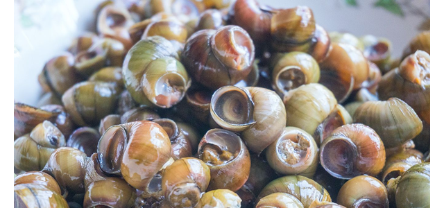 田螺高产关键养殖技术