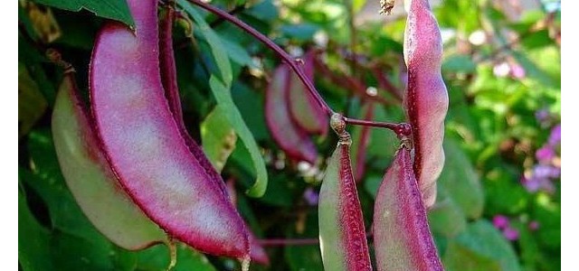猪耳朵豆角种植时间和方法