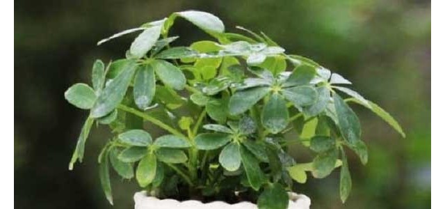 夏季鸭脚木如何进行养护？