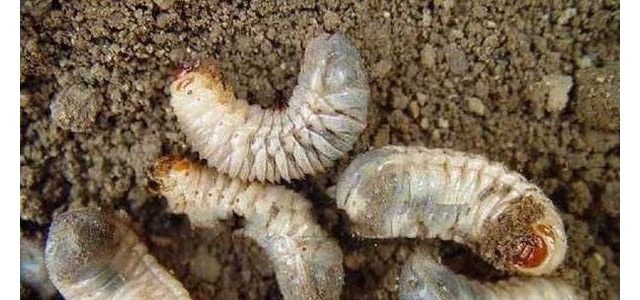 红薯蛴螬的危害及防治方法