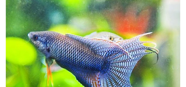 中国斗鱼的养殖要点