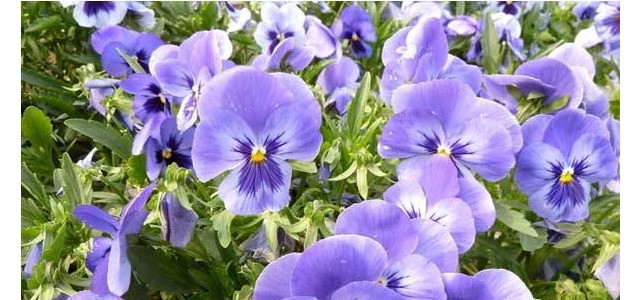 三色堇的养殖方法及养护要点