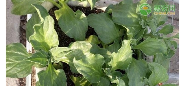 冰菜的种植管理技术