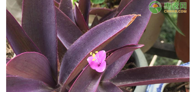 紫竹梅倒伏是什么原因？如何解决？