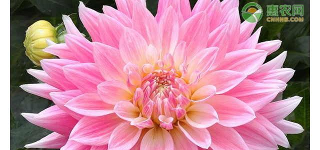 大丽花关键栽培管理技术