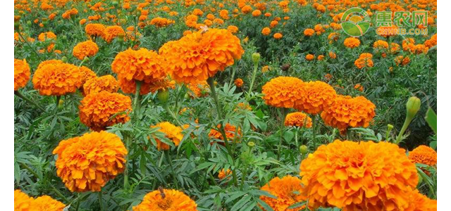 万寿菊栽培管理技术