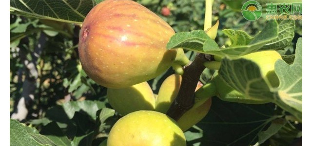 无花果的盆栽养护管理