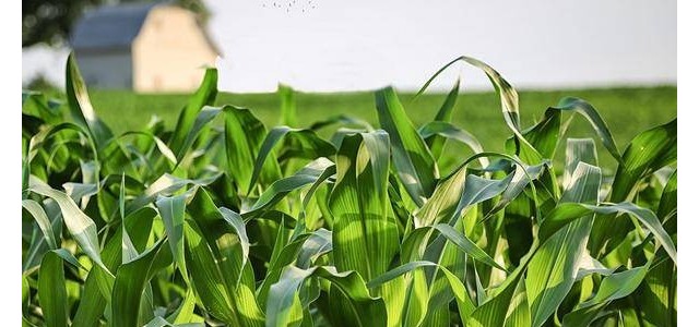 种植夏玉米需注意哪些要点？