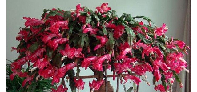 蟹爪兰叶子变红是什么原因？如何解决？