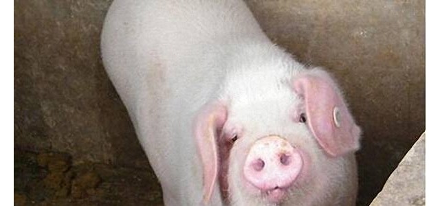 仔猪长得慢是什么原因？如何催肥促长？