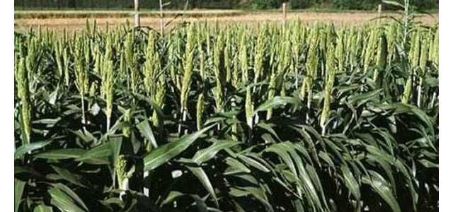 高粱黑穗病的症状及预防措施