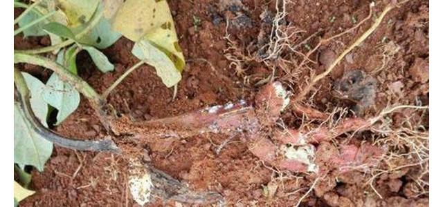 甘薯茎线虫病发病原因及防治方法