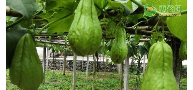 佛手瓜育苗方法有哪些？育苗后怎么管理？