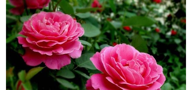 月季如何壮枝促笋？这几个方法实用又简单！