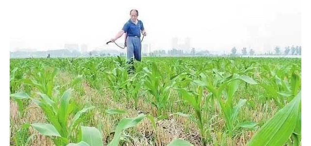 玉米二点委夜蛾的发生时间及防治方法