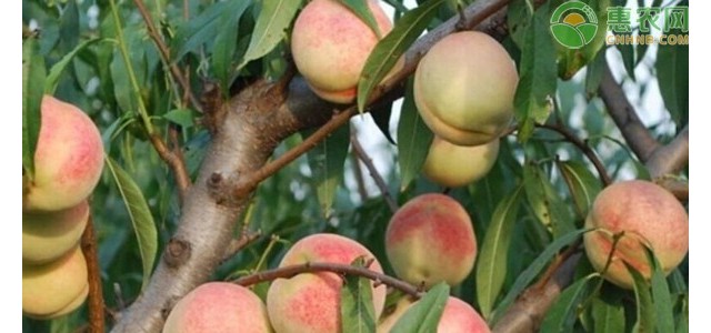 合阳县：桃树蚜虫的发生为害与综合防控技术措施