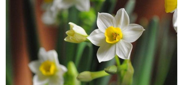 水仙黄叶是什么原因？怎么处理？