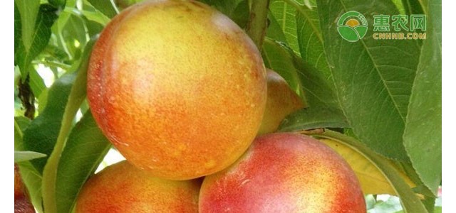 设施油桃整形修剪技术