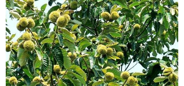 板栗炭疽病的症状、发病原因及防治措施