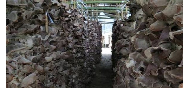 黑木耳晾晒技术要点