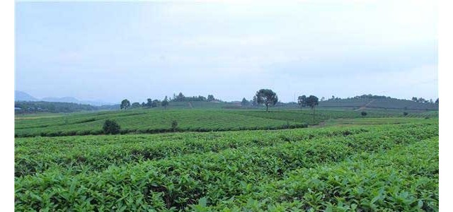 茶叶主要病虫害防治技术