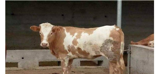 牛为什么会腹泻？如何治疗？