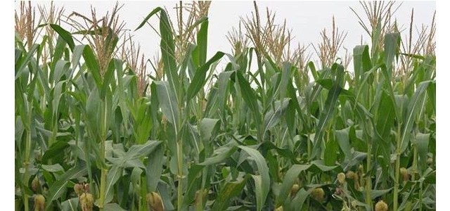 种植课堂：玉米追肥浇水需要避开的误区