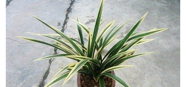 墨兰浇水要注意哪些问题？