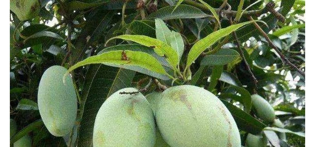 芒果采后果园病虫害防治建议