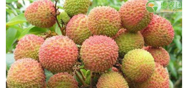 荔枝为什么会生理落果？果农要怎么保果？