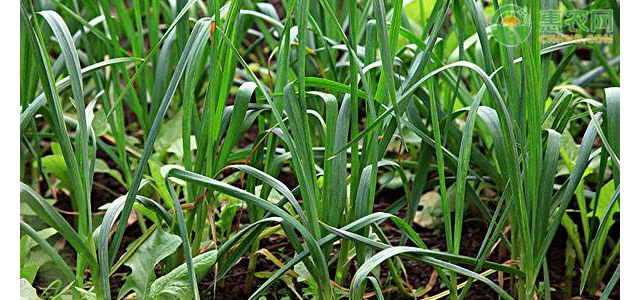 大蒜种植技术和管理方法