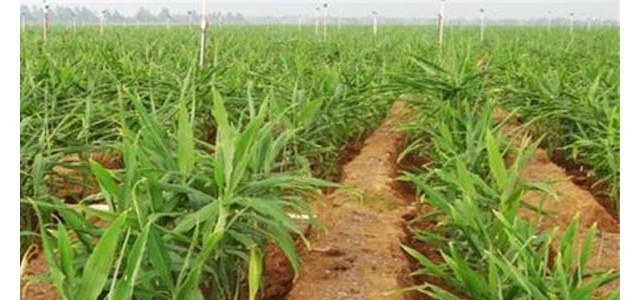 大棚生姜种植技术和管理