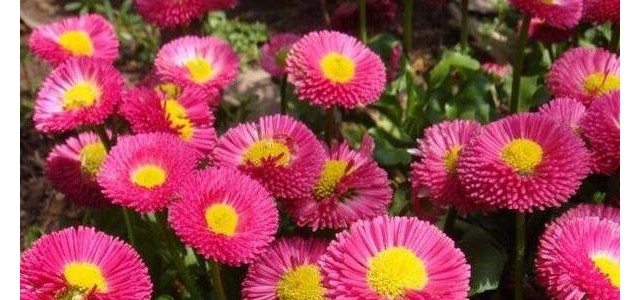 6月太阳花做好这三大养护要点，花开满盆！