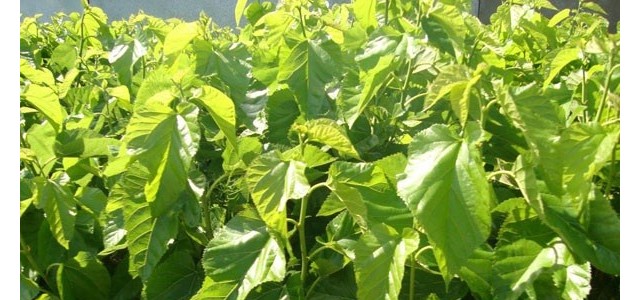 秀洲：当前桑园管理技术意见