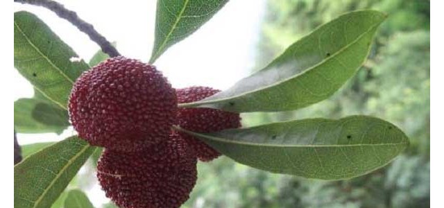 东魁杨梅的种植技术要点