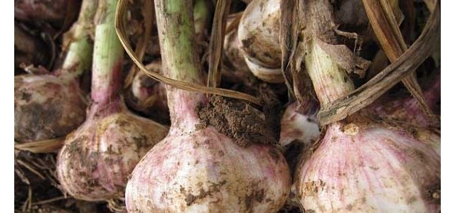 春播大蒜种植技术和管理