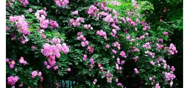 月季花后僵苗如何养护能恢复生长？