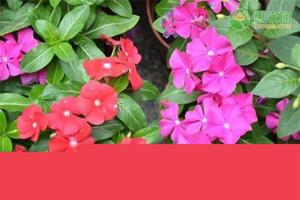 四季梅怎么修剪？需注意哪些事项？