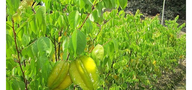 杨桃树的修剪时间和方法