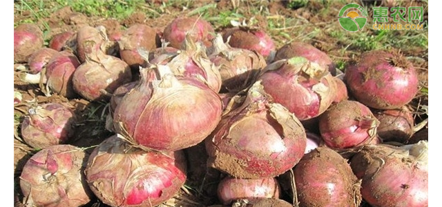 洋葱种植技术和管理方法