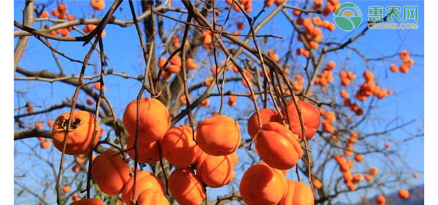 柿子树高产关键栽培技术