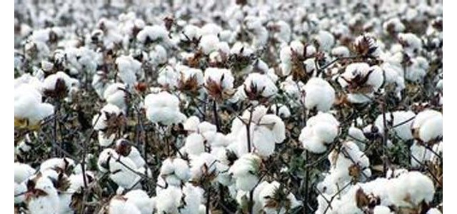 阴雨天棉花田管理方案