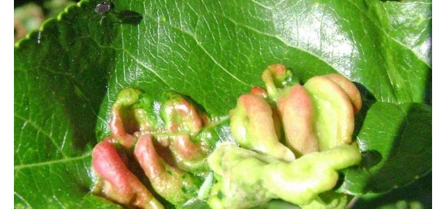 桃缩叶病防治技术规程