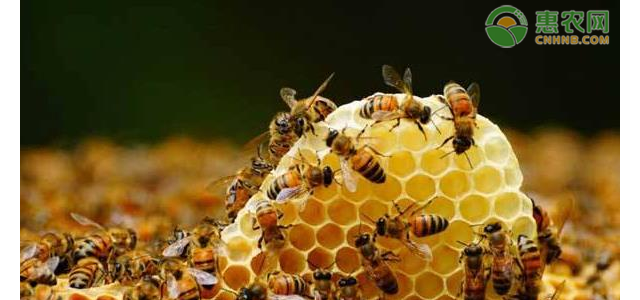 蜜蜂的越夏管理要点